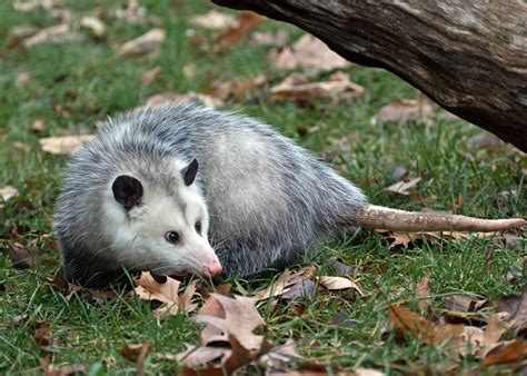 Summary: This Tennessee chapter relates to the private possession of wildlife. . What states is it legal to have a pet opossum